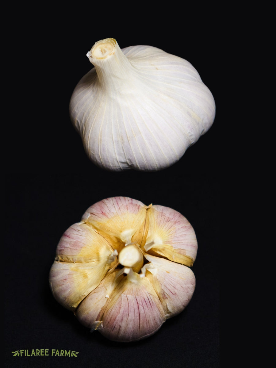 Garlic Hardneck 'Iowa German White' - Edible Bulb