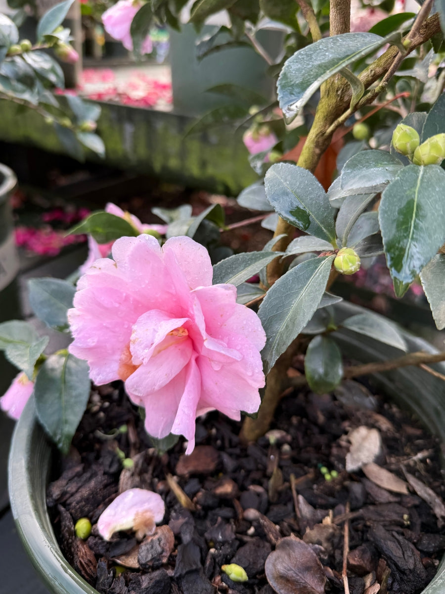 Camellia sasanqua 'Jean May' 5G