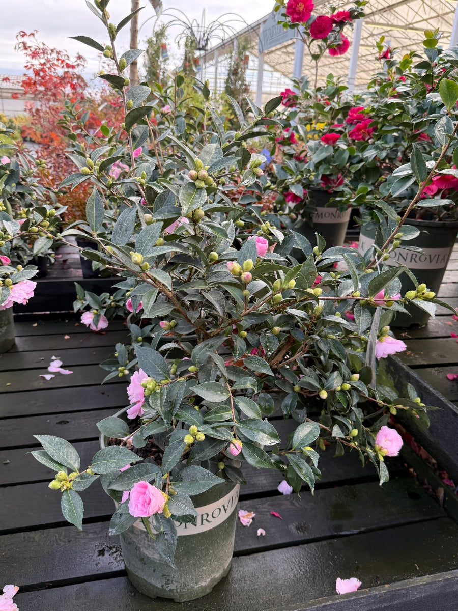 Camellia sasanqua 'Jean May' 5G