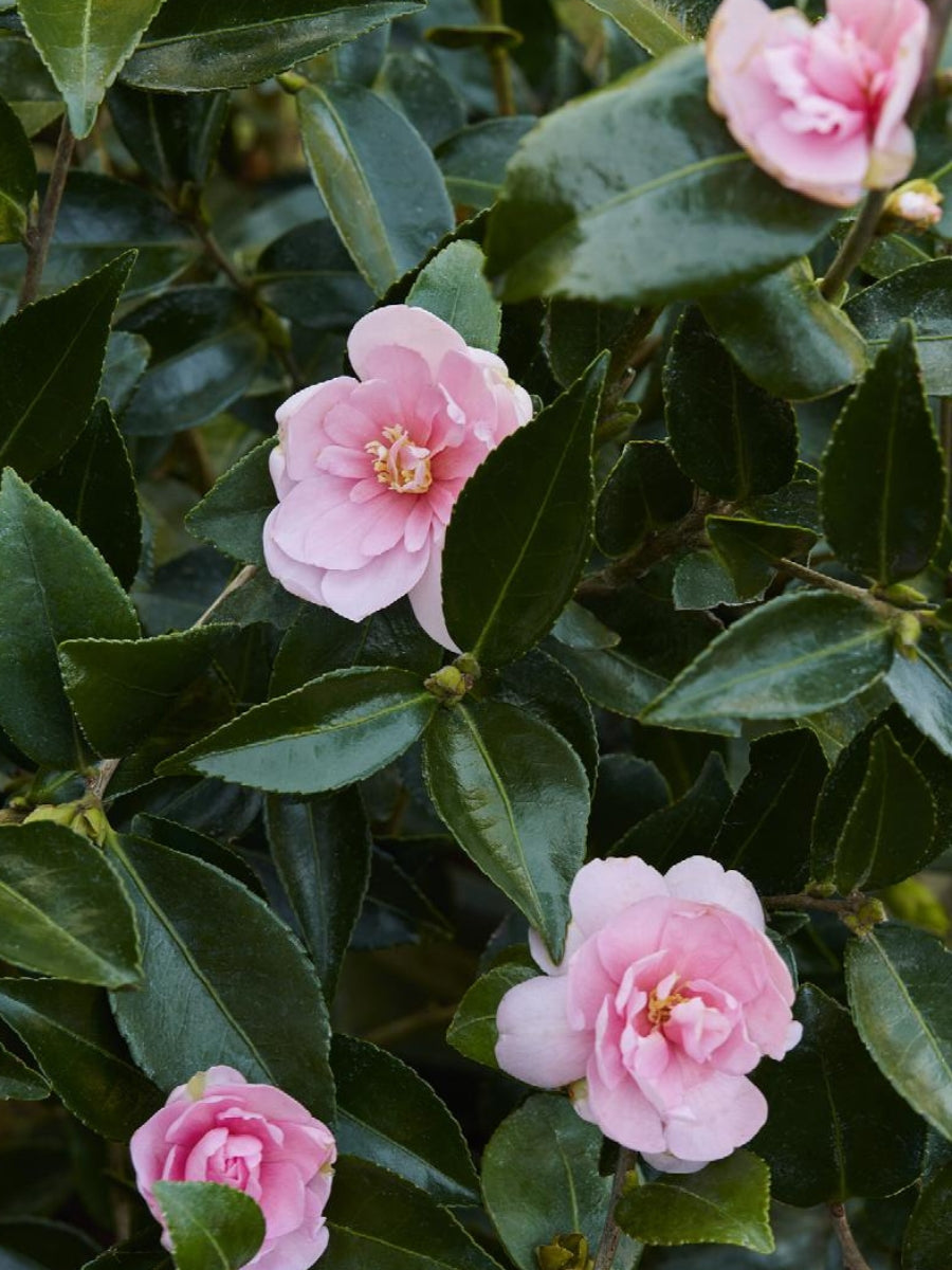 Camellia sasanqua 'Jean May' 5G