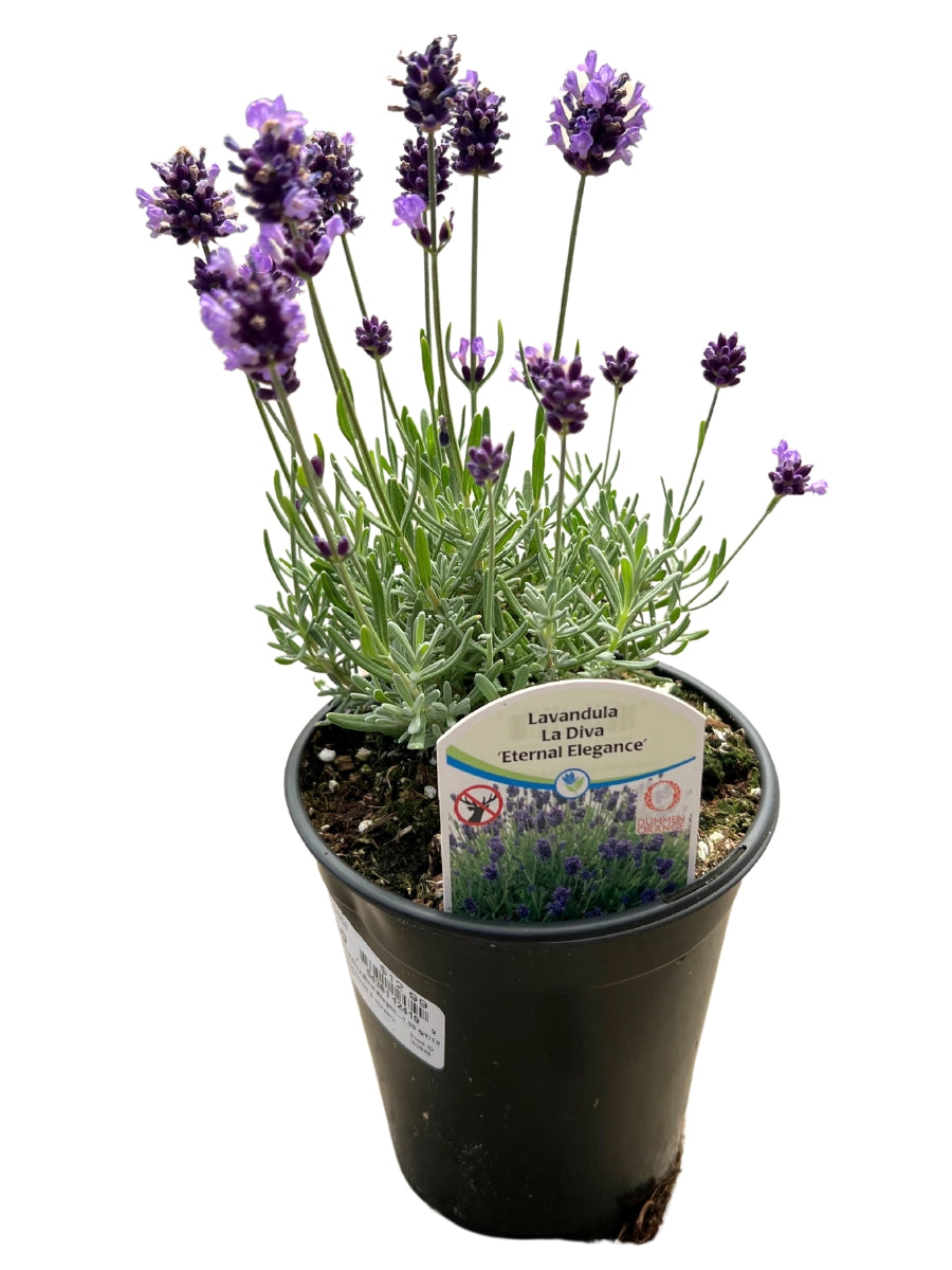 English Lavender | La Diva 'Eternal Elegance' Qt