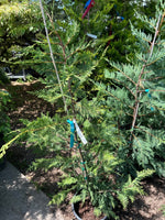 Leyland Cypress