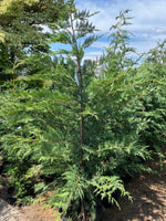 Leyland Cypress