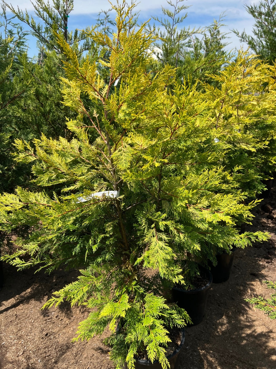 Leyland Cypress 'Gold Rider'