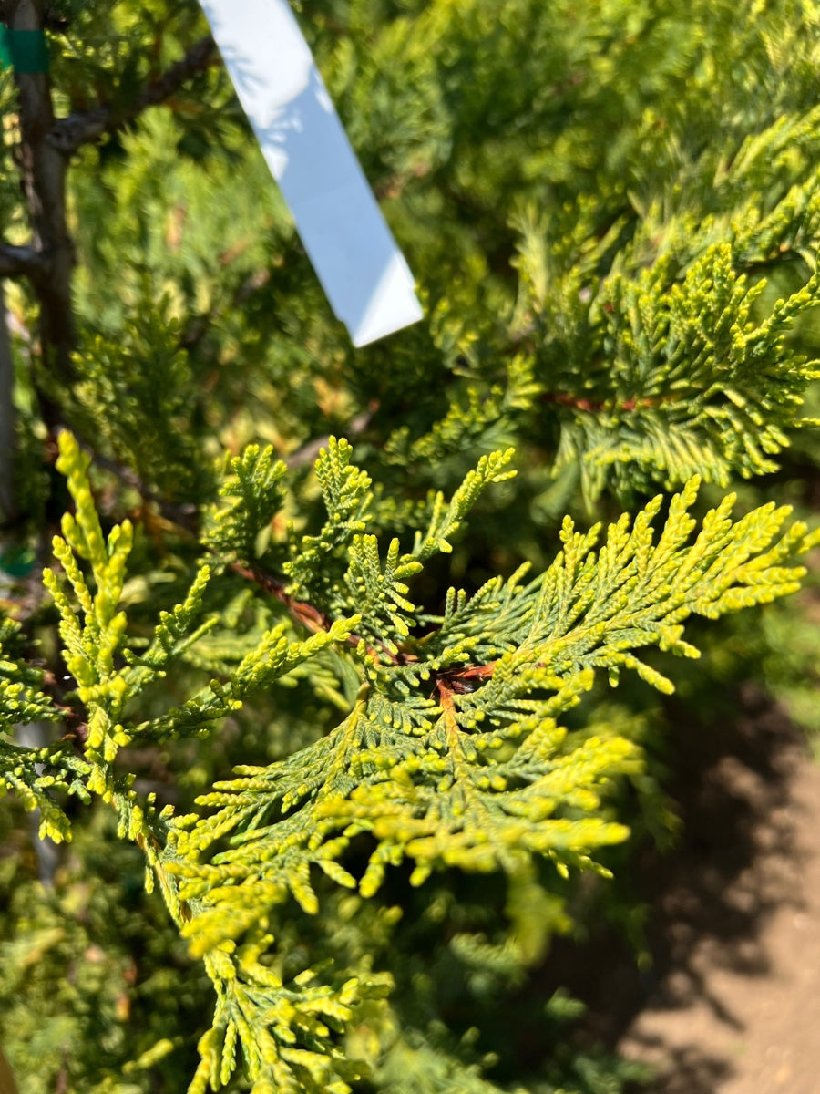 Leyland Cypress 'Gold Rider'