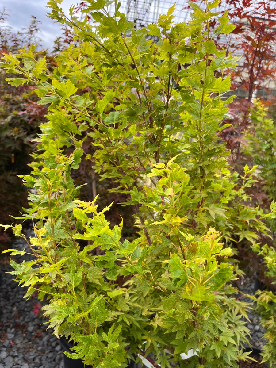 Japanese Maple | Acer palmatum 'Little Sango'