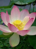 Water Lotus Rosy Clouds
