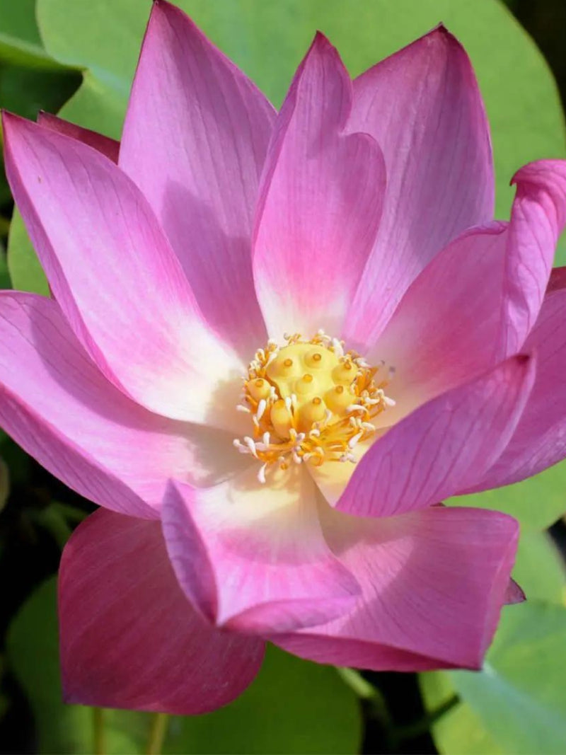 Water Lotus Rosy Clouds