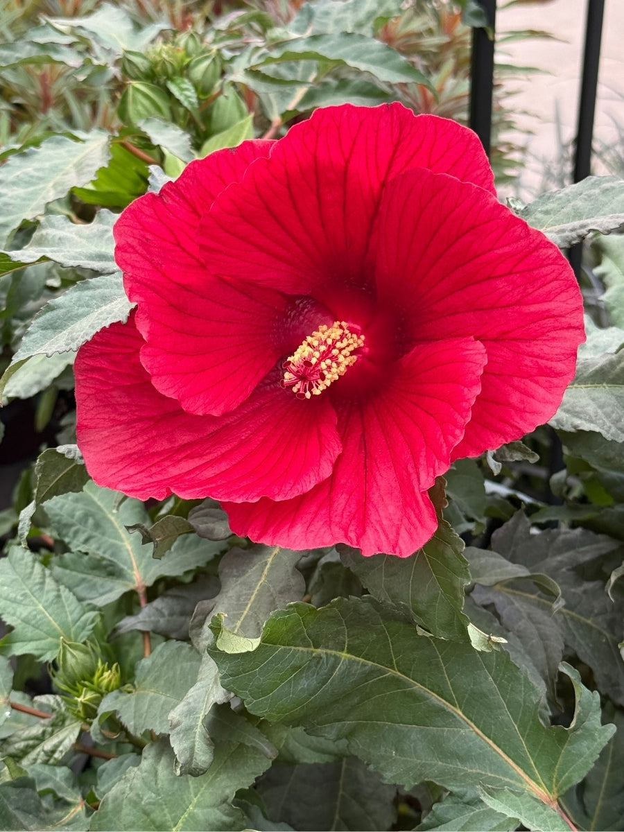 Hibiscus M Midnight Marvel 2G