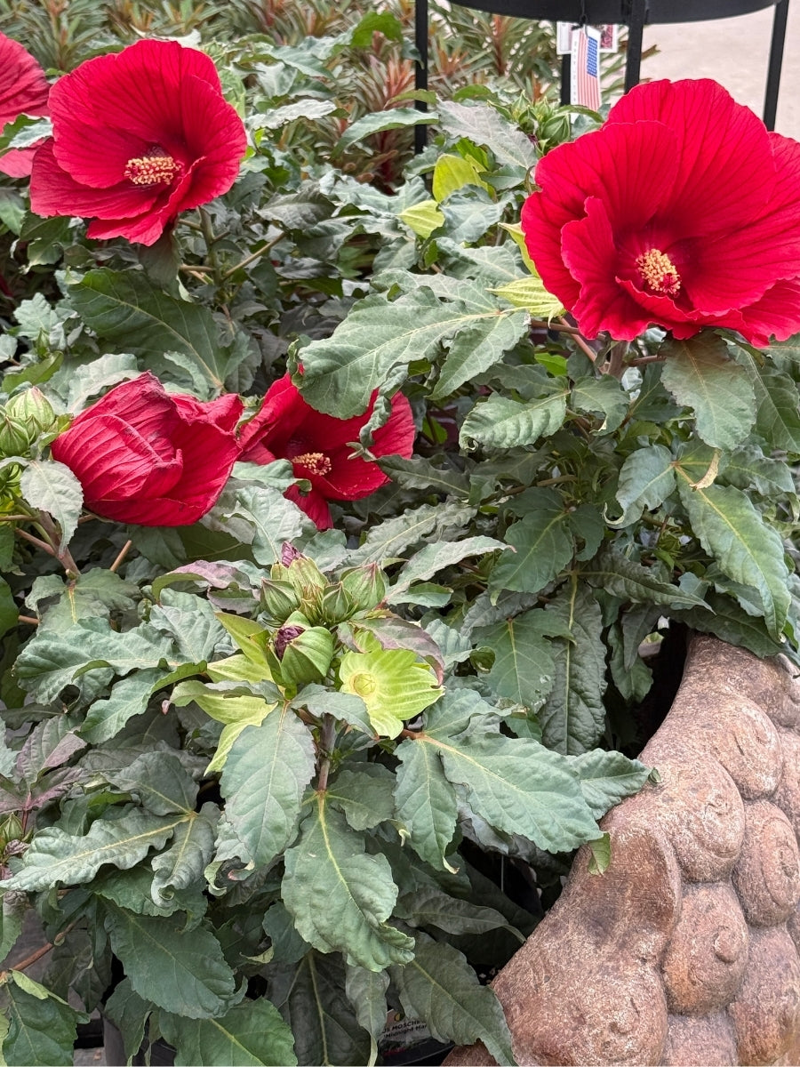 Hibiscus M Midnight Marvel 2G