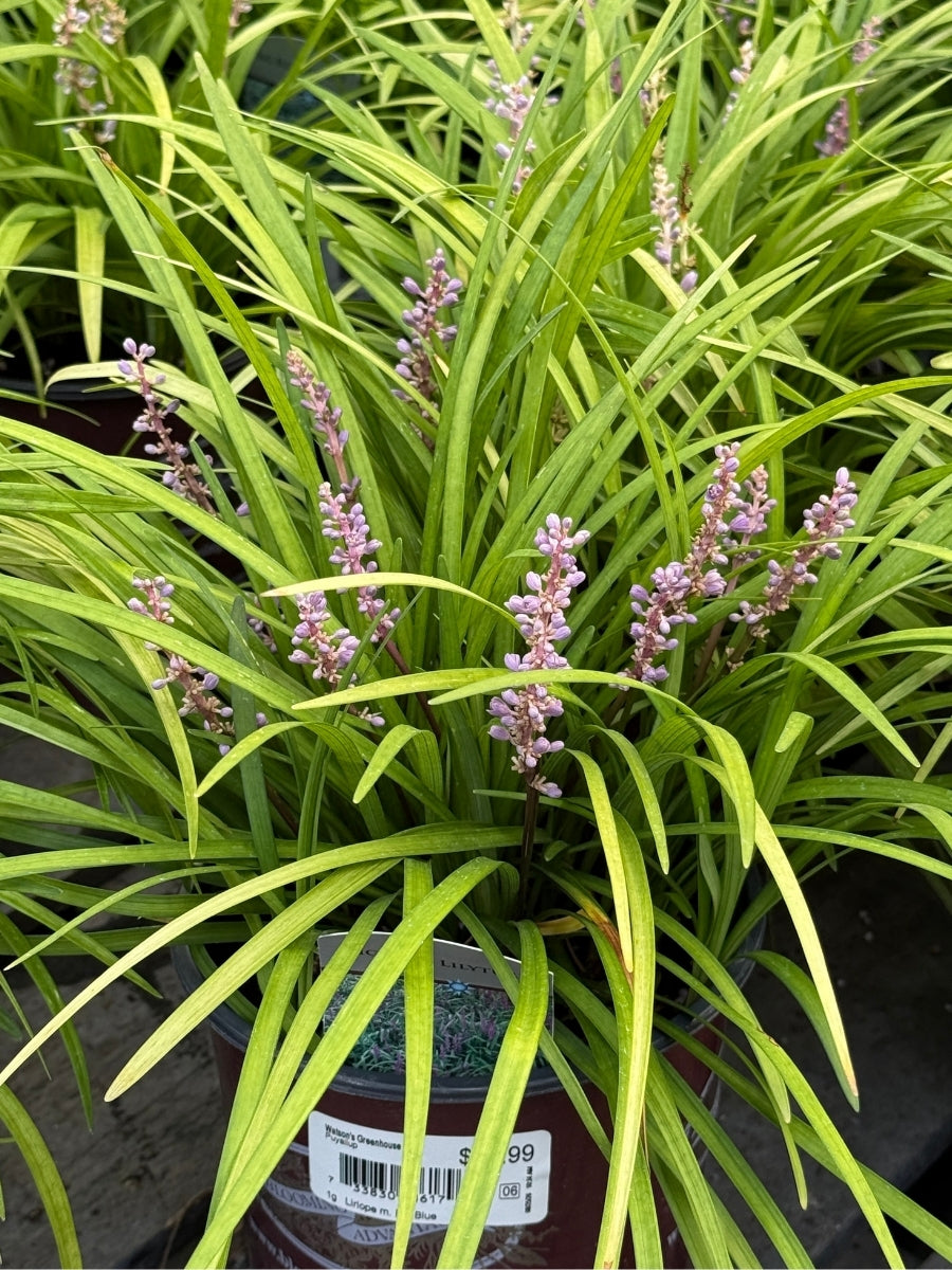 Liriope Lilyturf 'Big Blue' 1G