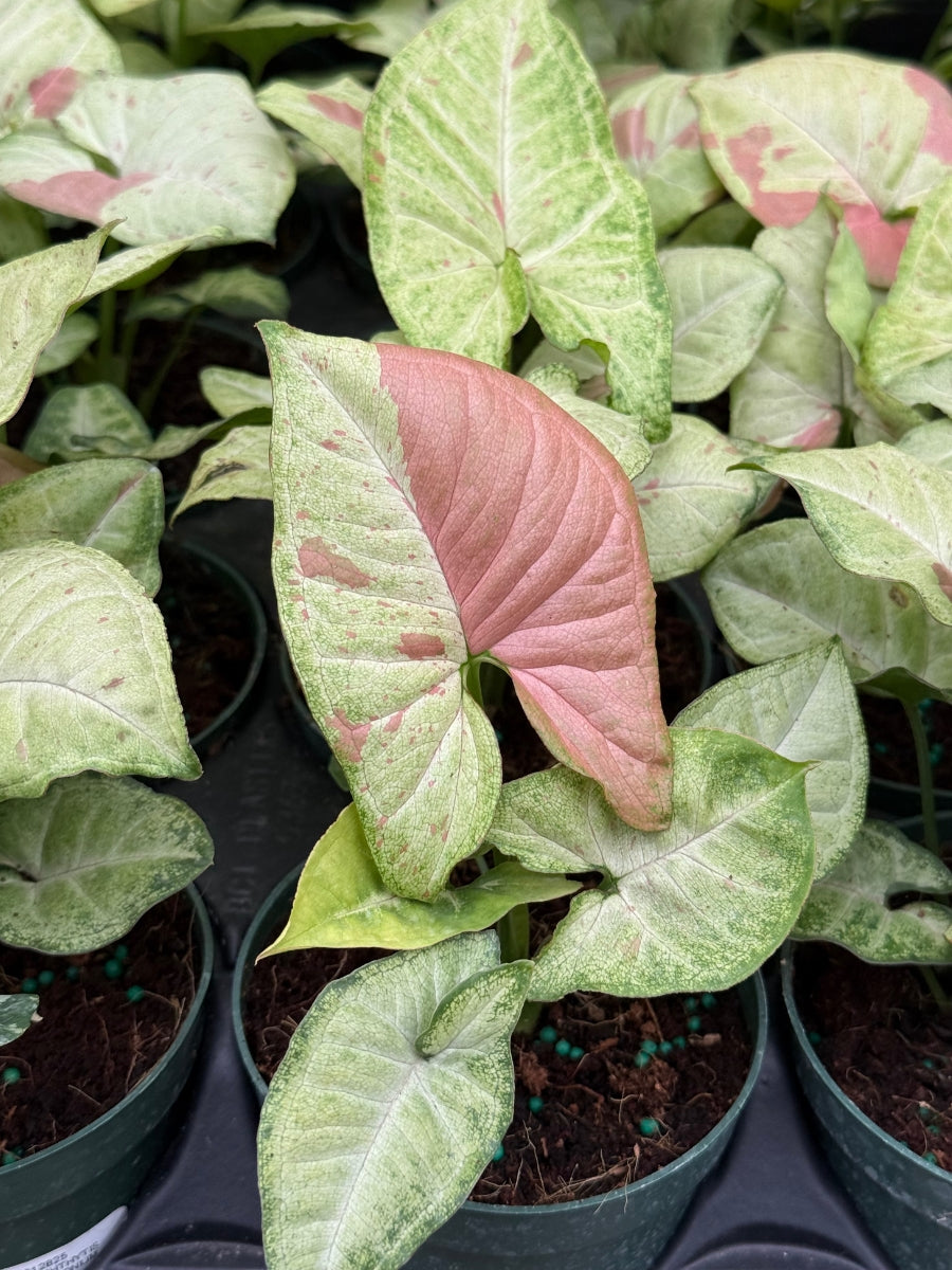 Nephthytis Syngonium 'Milk Confetti' 4