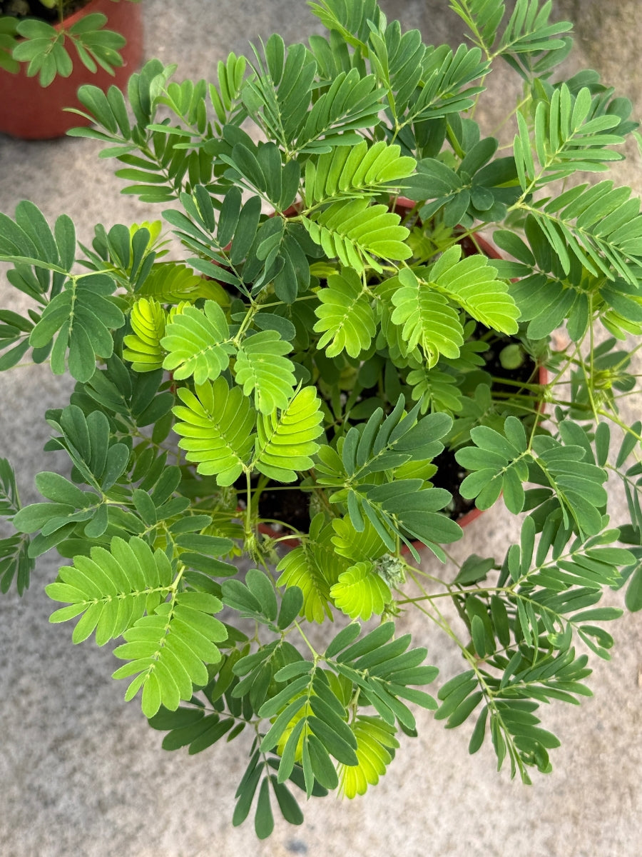 Mimosa Sensitive Houseplant 4"