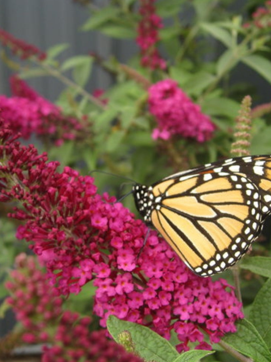 Butterfly Bush 'Miss Molly' 2G