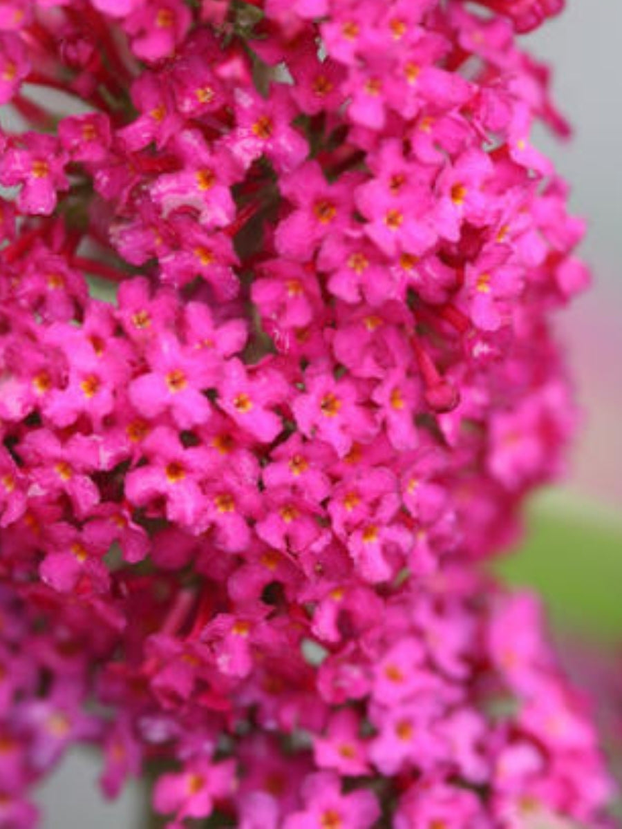 Butterfly Bush 'Miss Molly' 2G