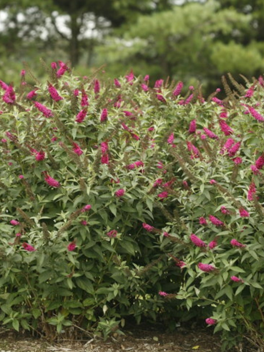 Butterfly Bush 'Miss Molly' 2G
