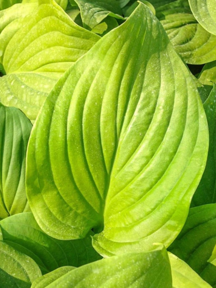 Hosta 'Mojito' 1G