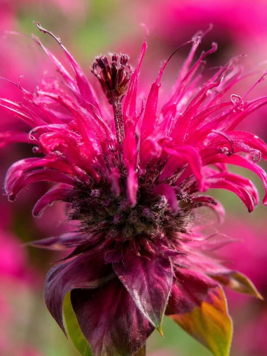 Monarda Bee Balm 'Raspberry Wine' 1G