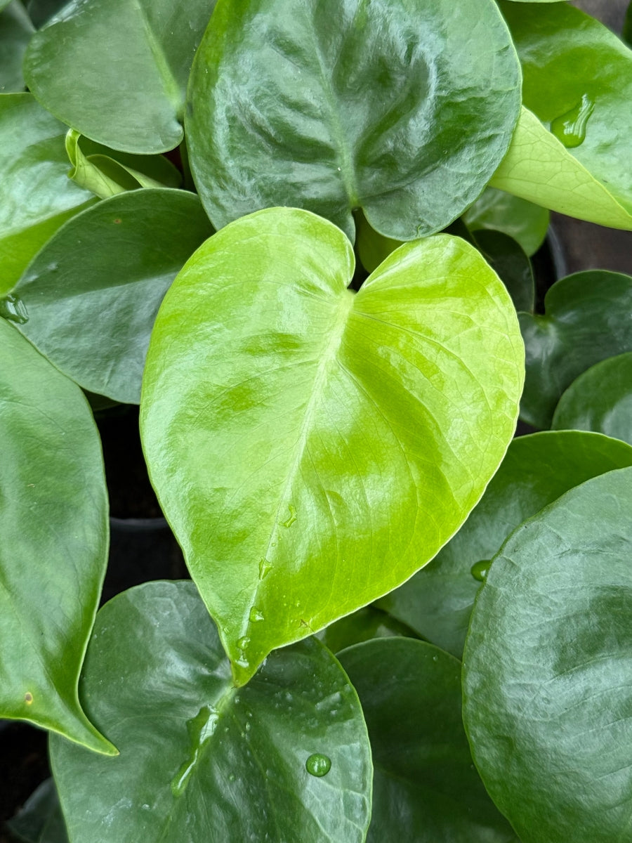 Philodendron Monstera Split Leaf 4