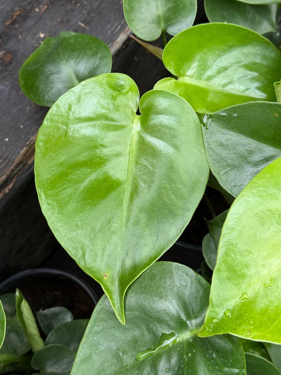 Philodendron Monstera Split Leaf 4