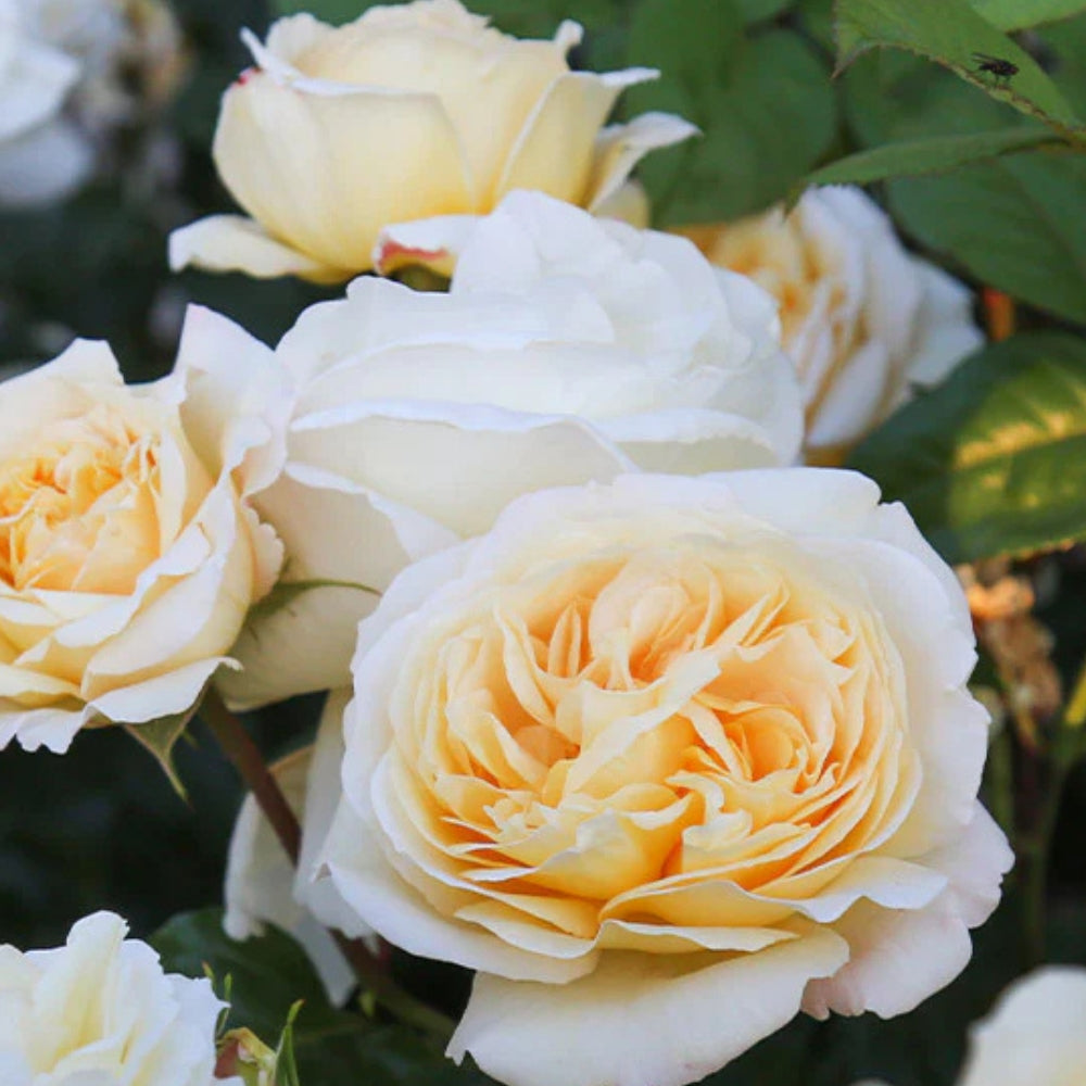 Hybrid Tea | Moonlight Romantica®