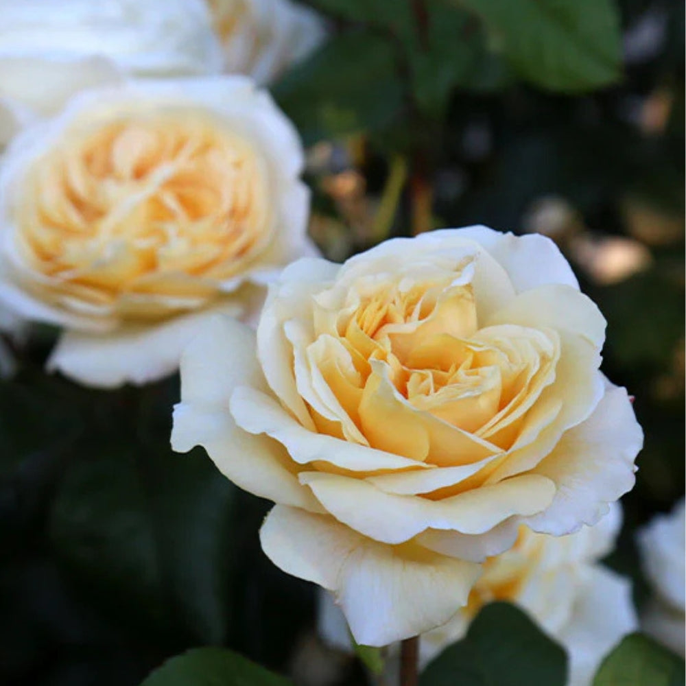 Hybrid Tea | Moonlight Romantica®