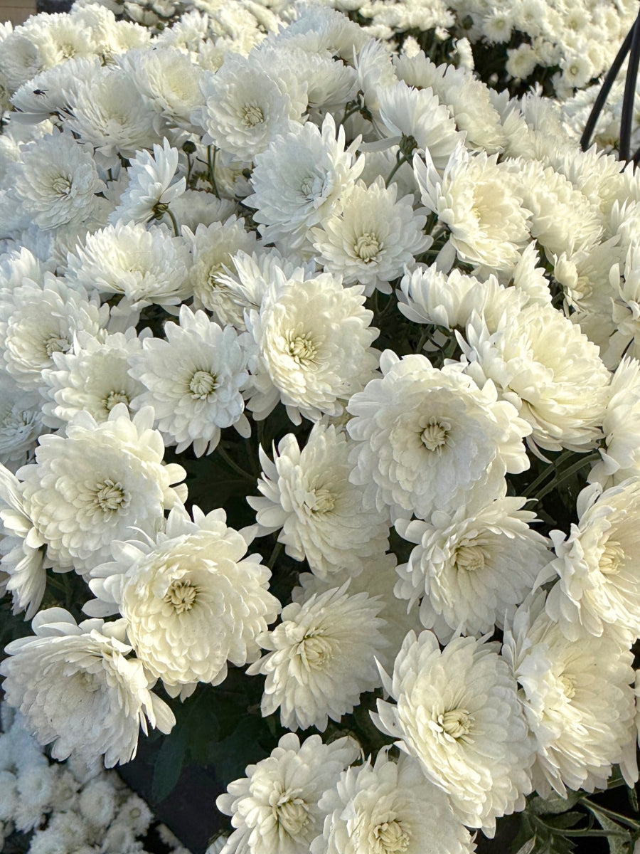 Mum 'Alpine White'