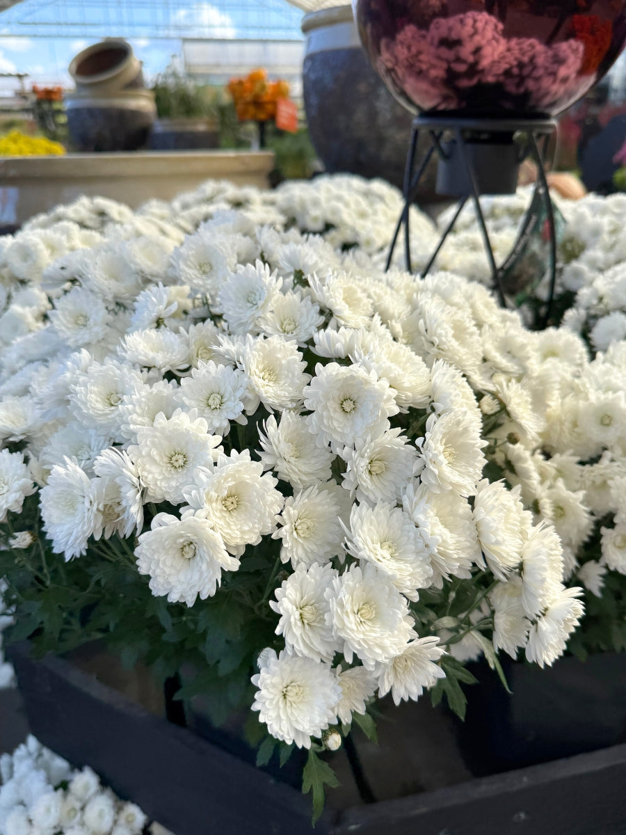 Mum 'Alpine White'