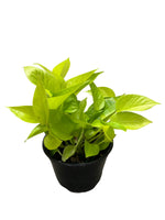 Pothos 'Neon' 6"
