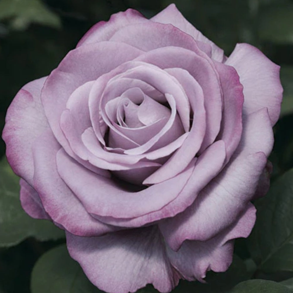 Hybrid Tea | Neptune™