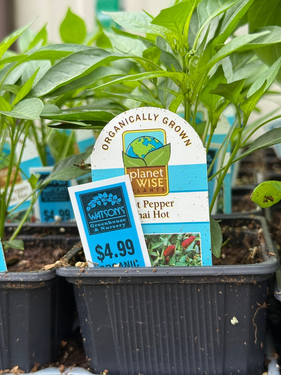 Watson's Greenhouse 