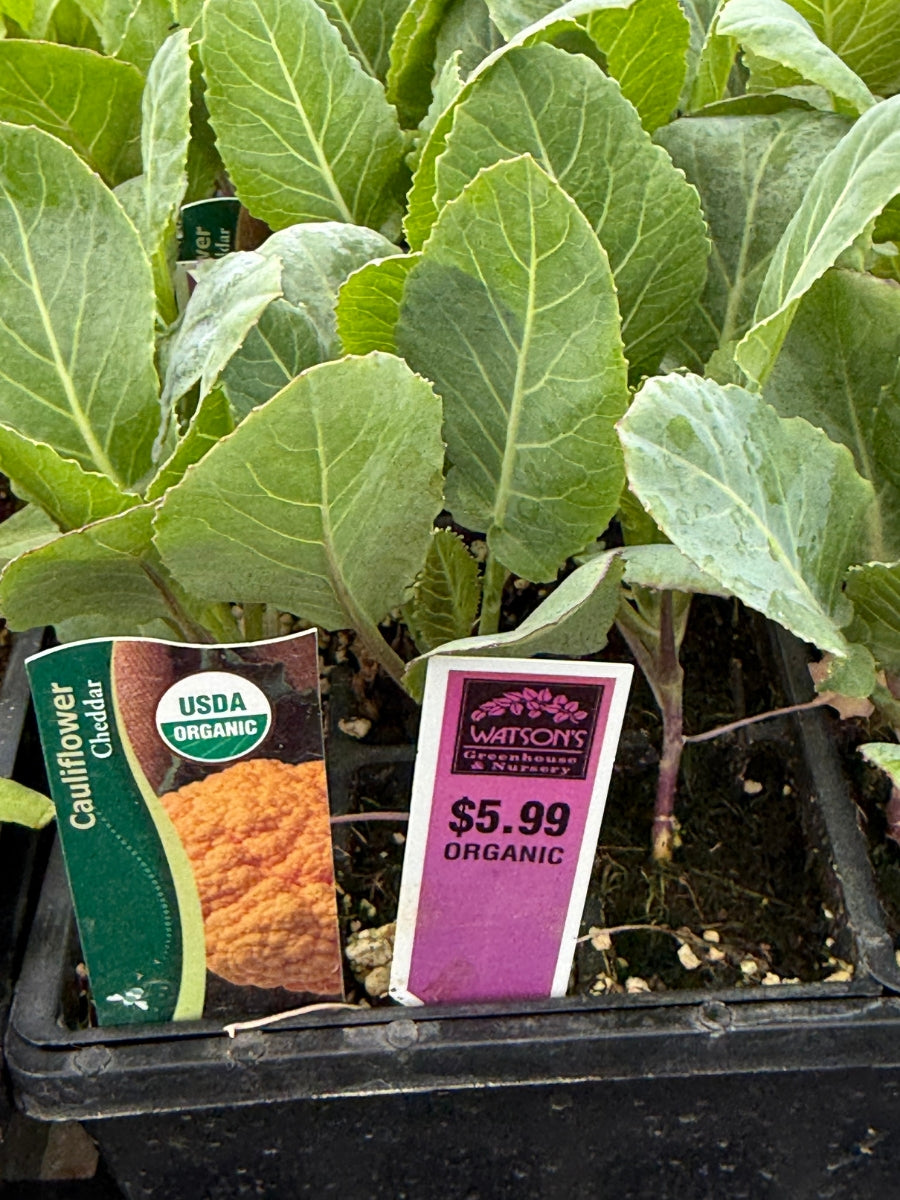 Organic Jumbo 6 Pack | Cauliflower