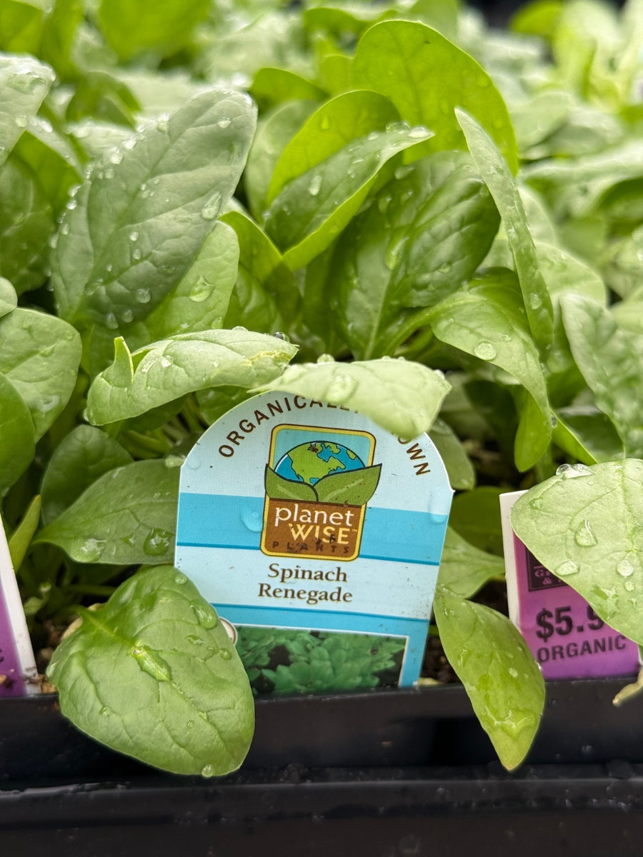 Organic Jumbo 6 Pack | Spinach