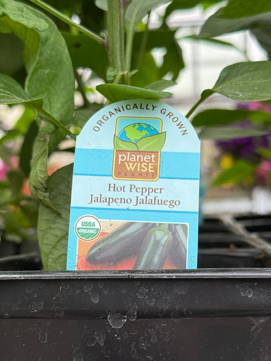 Watson's Greenhouse 