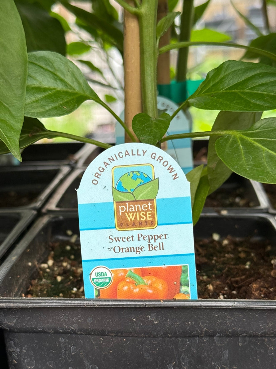 Watson's Greenhouse 