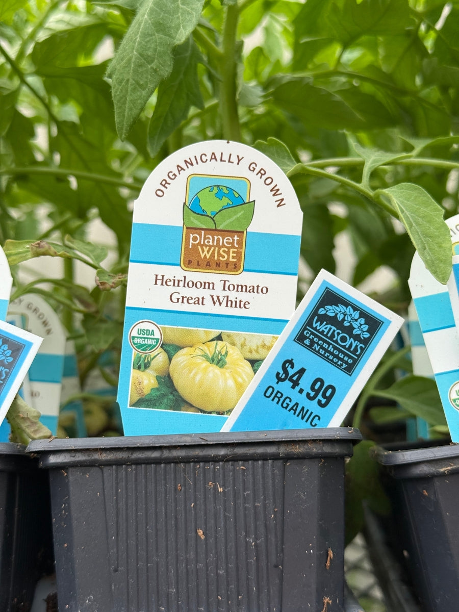 Watson's Greenhouse 