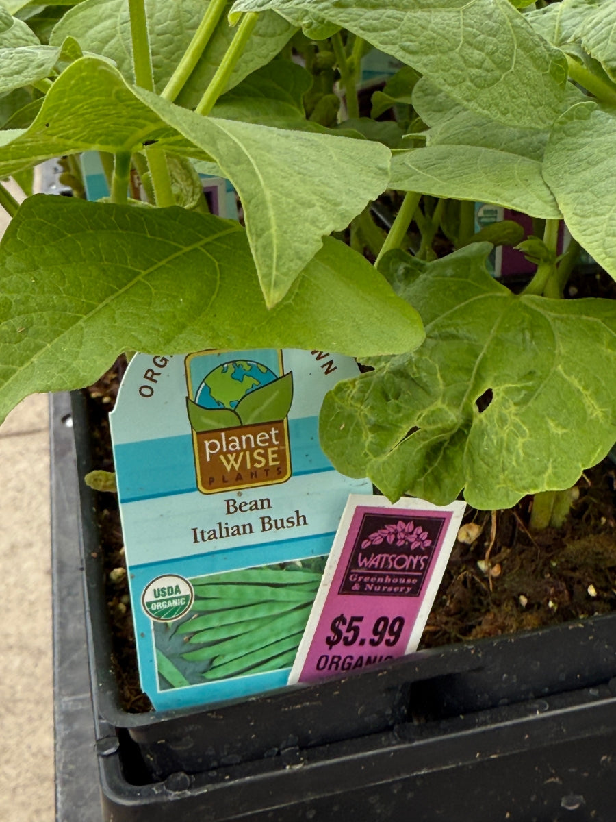 Watson's Greenhouse 