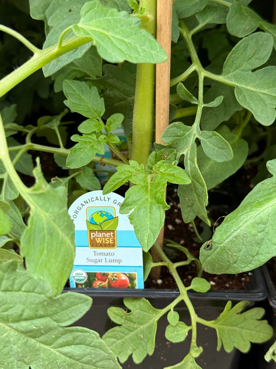 Watson's Greenhouse 