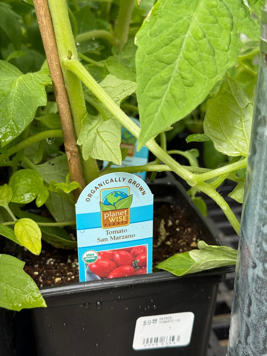 Watson's Greenhouse 