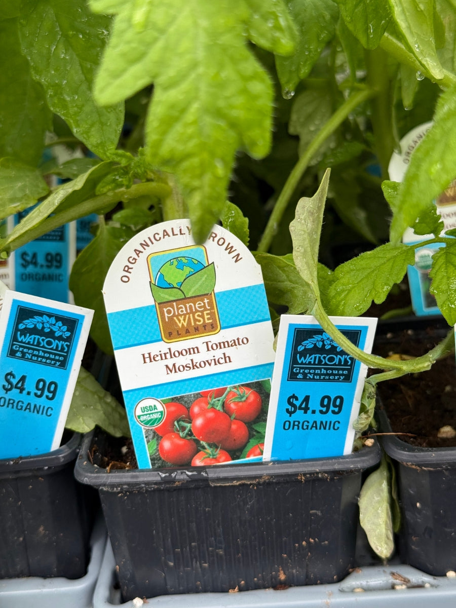 Watson's Greenhouse 