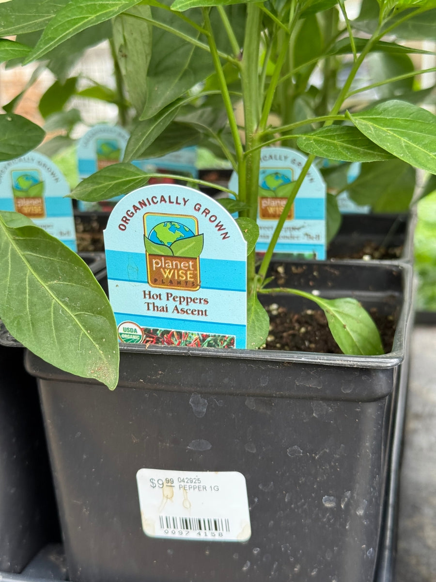 Watson's Greenhouse 