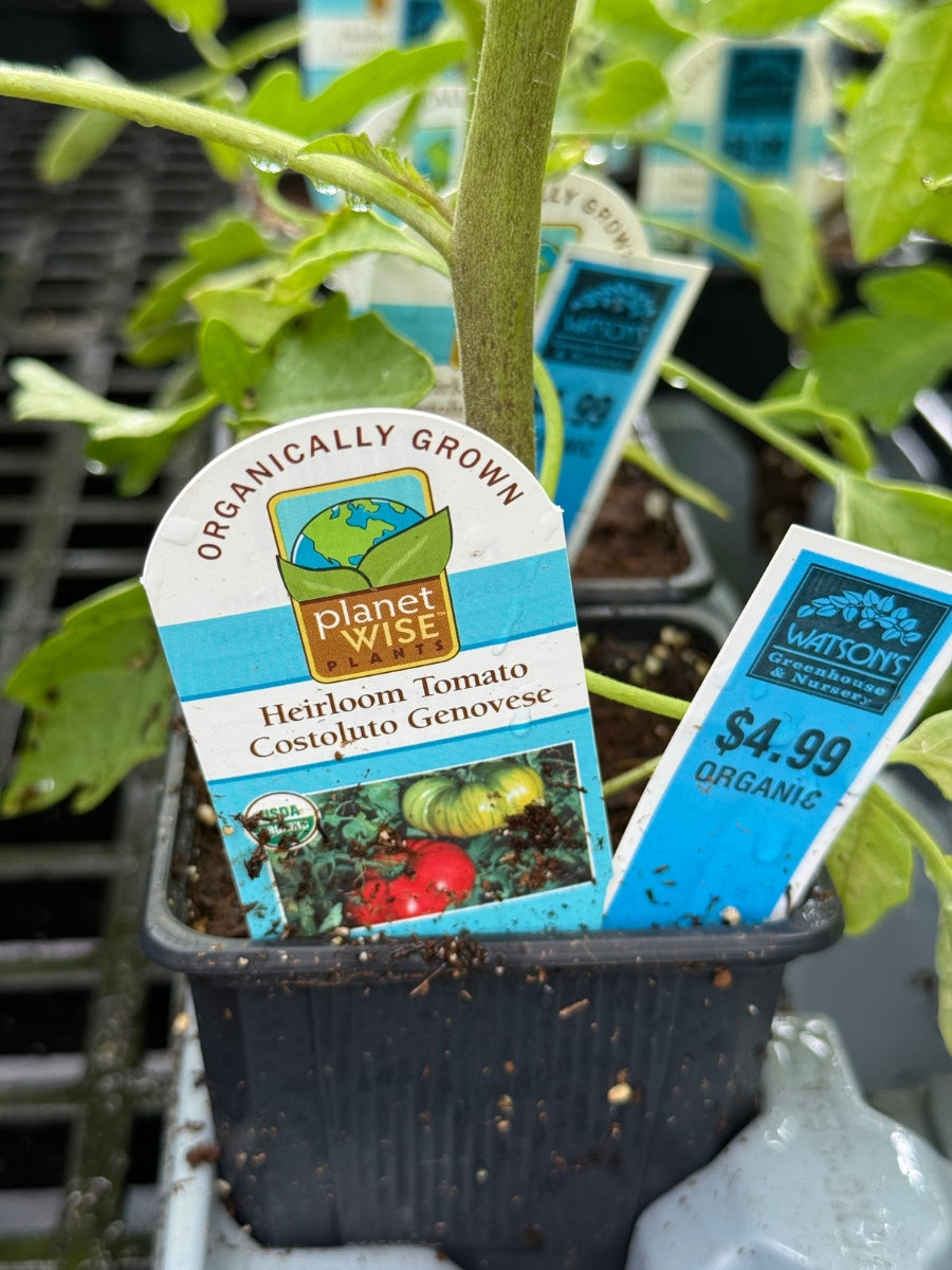 Watson's Greenhouse 