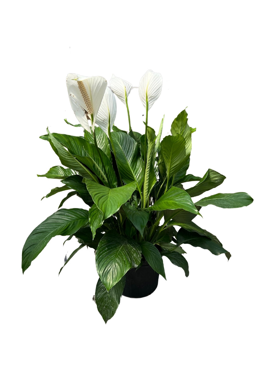 Peace Lily 10