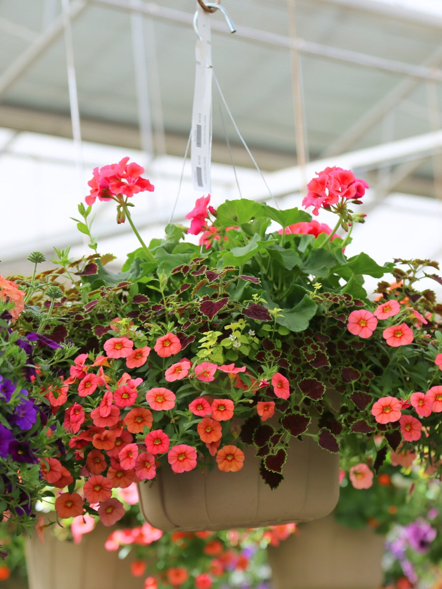 Watson's Greenhouse 