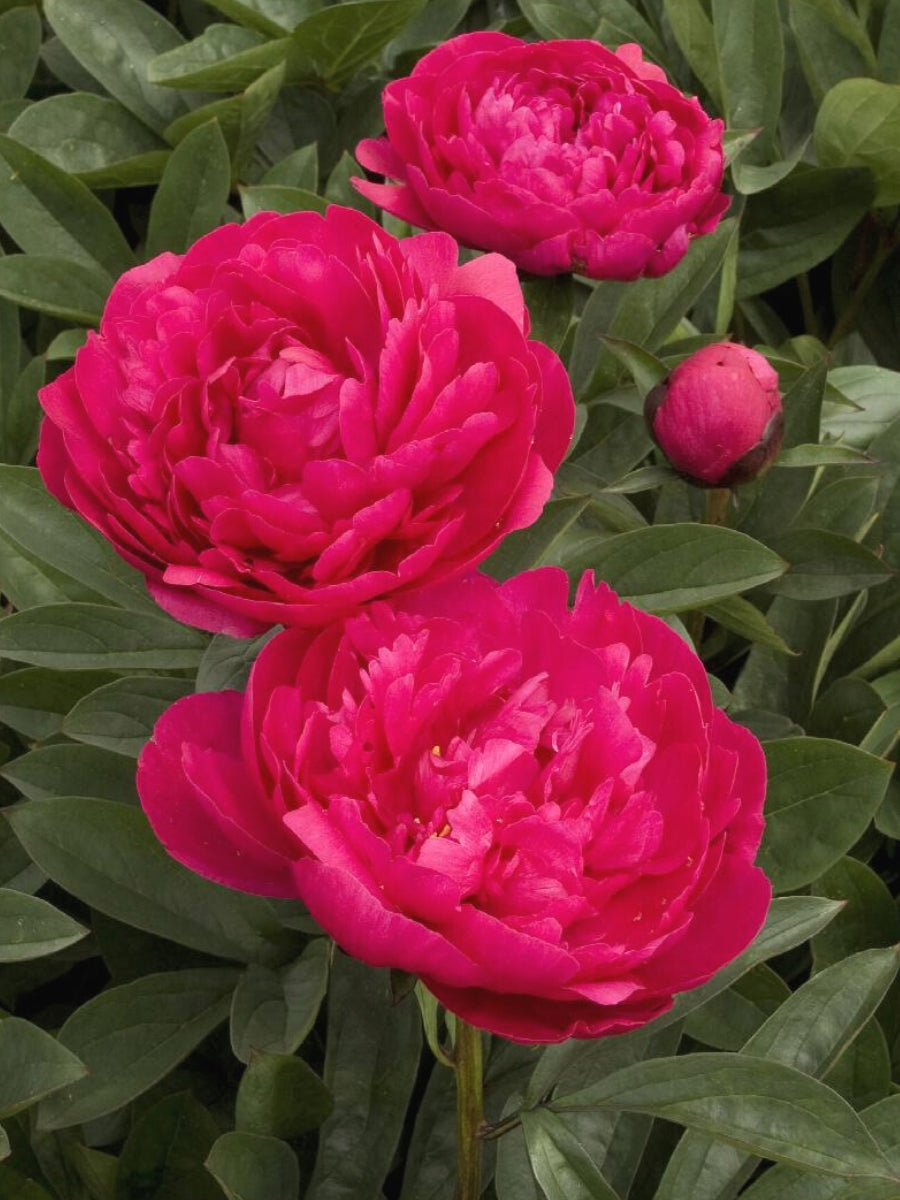 Peony 'Kansas' 2G