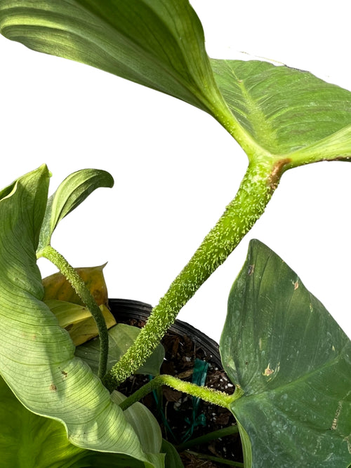 Philodendron Fuzzy Petiole 10"