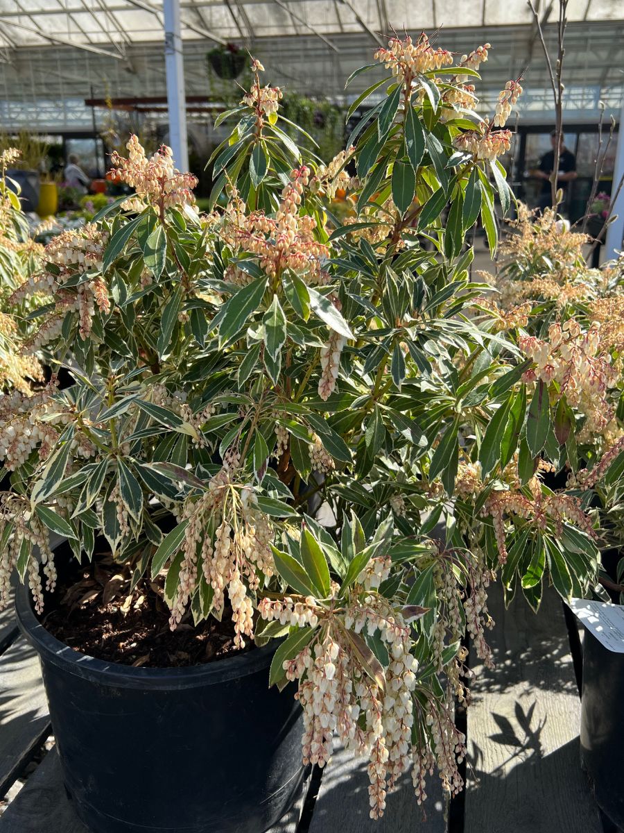 Pieris 'Flaming Silver'