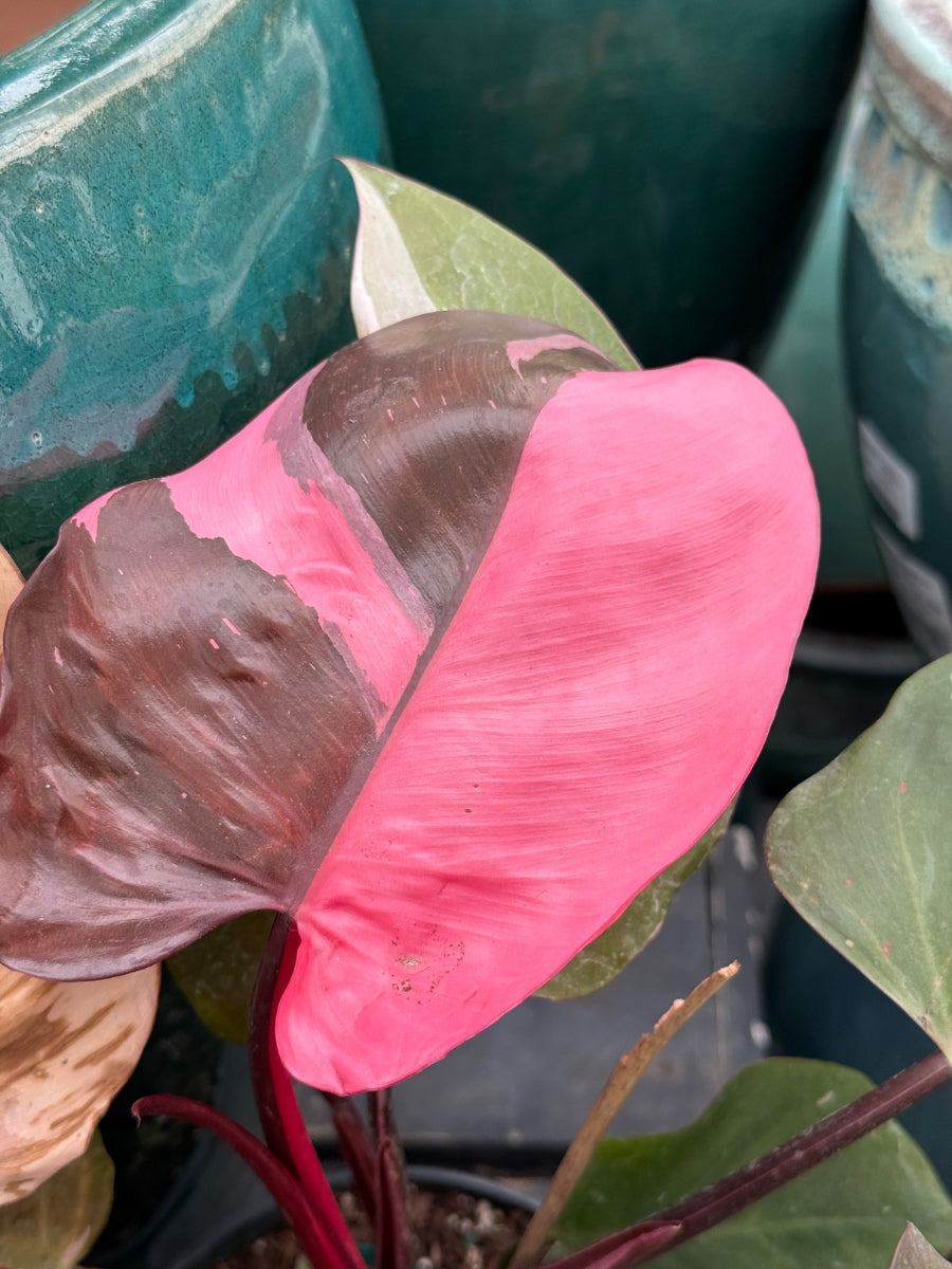 Philodendron 'Pink Princess'