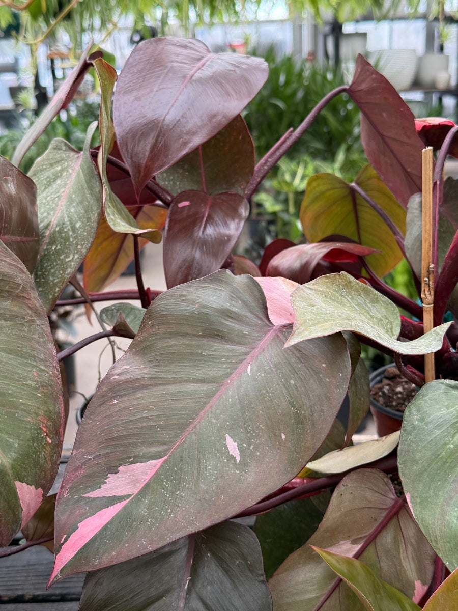 Philodendron 'Pink Princess'