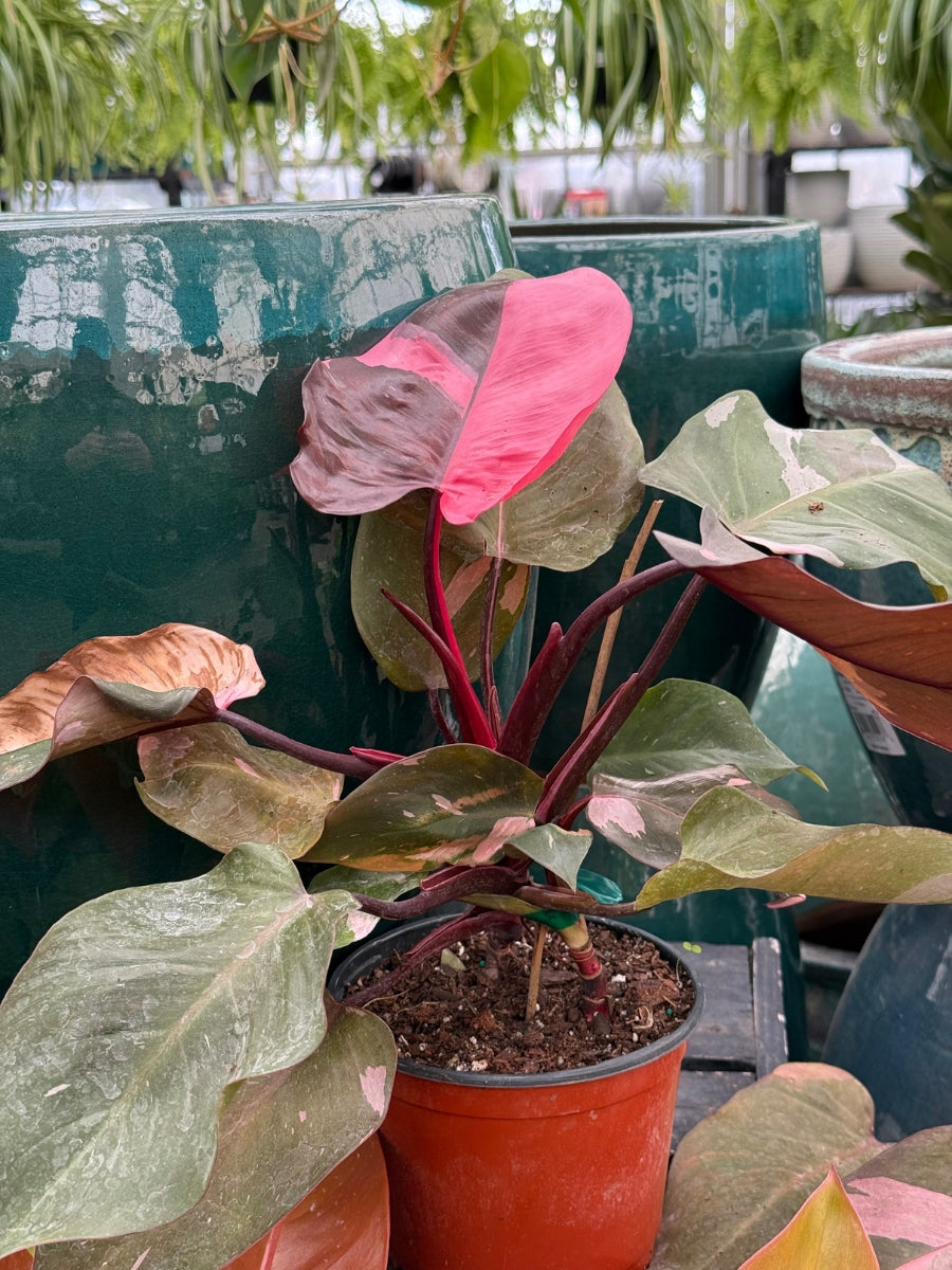 Philodendron 'Pink Princess'